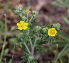 Potentilla argentea