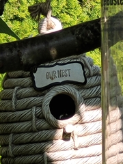 Poecile atricapillus