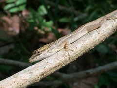 Anolis wellbornae