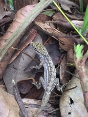 Anolis wellbornae