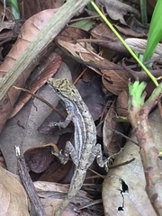 Anolis wellbornae