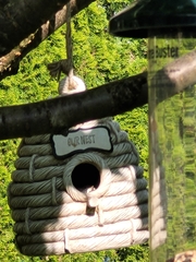 Poecile atricapillus