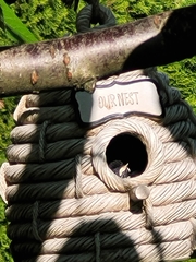 Poecile atricapillus