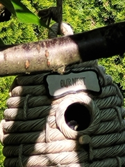 Poecile atricapillus