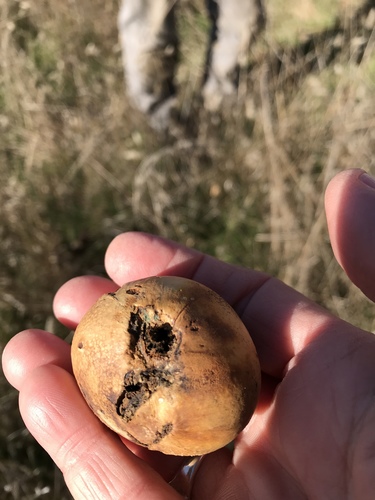 iNaturalist observation photo of California Gall Wasp