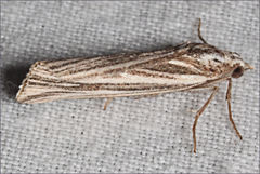Rhynchopsota delogramma