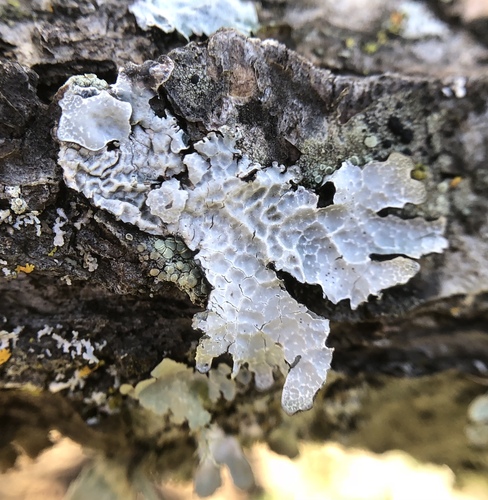 iNaturalist observation photo of Netted shield lichen