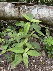 Acalypha portoricensis