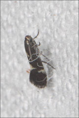 Heliozelidae