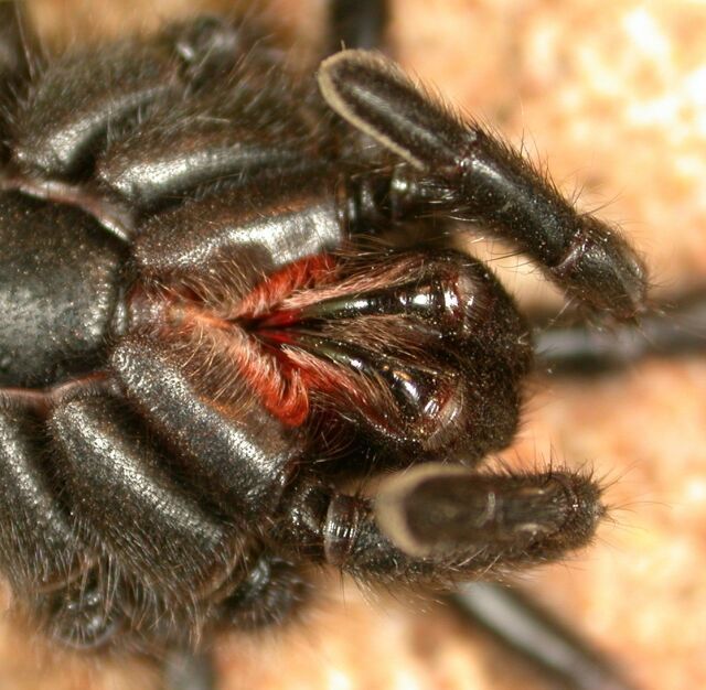 black wishbone spider