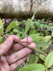 Acalypha portoricensis