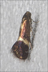 Heliozelidae