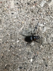 Lucanus placidus