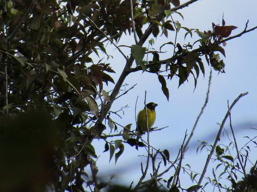 Hooded Grosbeak (Hesperiphona abeillei), photo 10