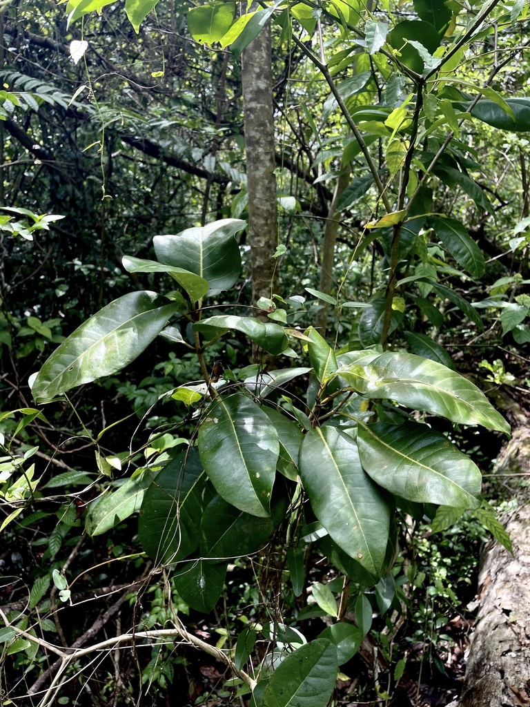 Guapira domingensis