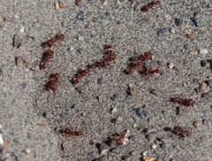 Pogonomyrmex occidentalis