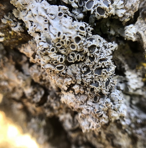 iNaturalist observation photo of Fancy Frost Lichen