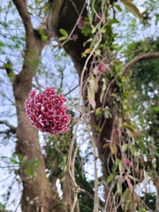 Hoya pubicalyx