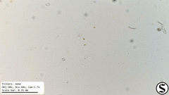 Haematococcaceae
