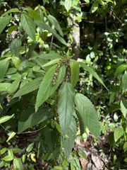 Acalypha portoricensis
