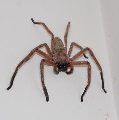 Social Huntsman Spider