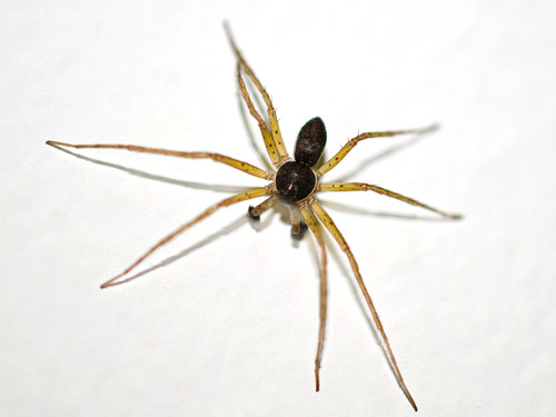 Eurasian Running Crab Spider