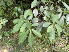 Guapira fragrans