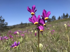 Primula poetica