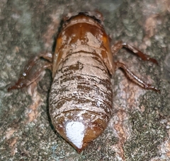 Massospora cicadina