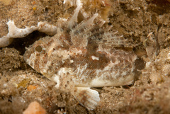 Centropogon australis