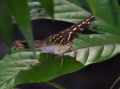Lexias canescens pardalina
