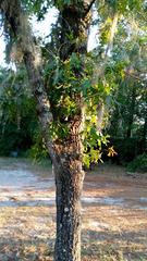 Quercus laevis image