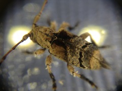 Hybolasius crista