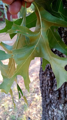 Quercus laevis image