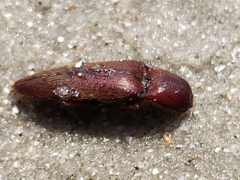 Diplostethus carolinensis