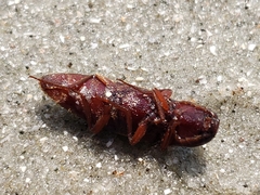 Diplostethus carolinensis