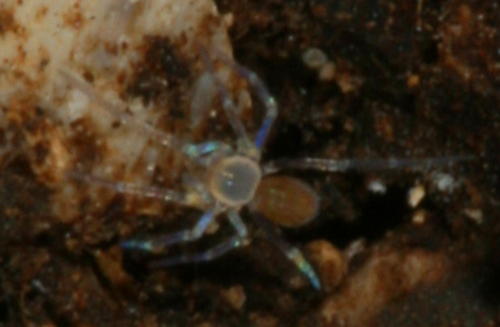 Tooth cave spider