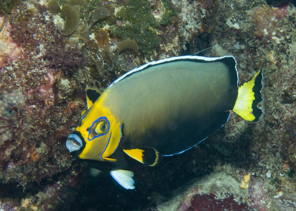 Speckled Angelfish