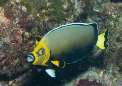 Chaetodontoplus conspicillatus