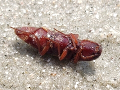 Diplostethus carolinensis