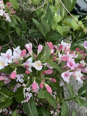 Weigela