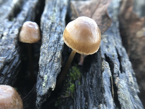 iNaturalist observation photo of common bonnet