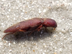 Diplostethus carolinensis
