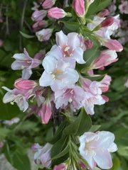 Weigela