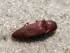 Diplostethus carolinensis