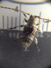 Hybolasius crista