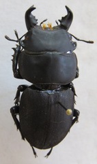 Apterodorcus bacchus