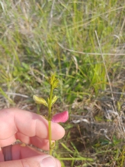 Tephrosia spicata
