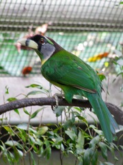 Psilopogon pyrolophus