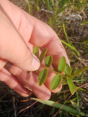 Tephrosia spicata